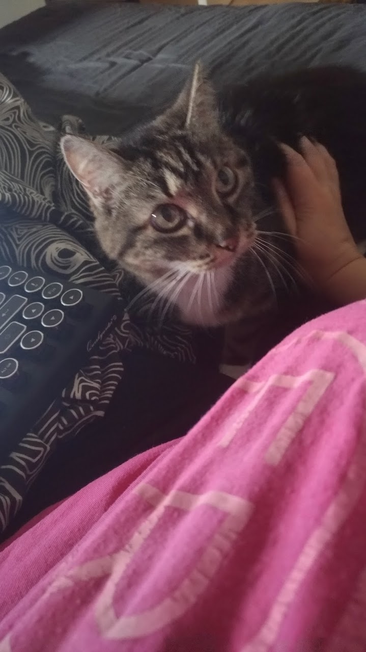 Chat Qui Dort La Tête Contre Le Coussin Le chat de l’écrivaine - RACONTE MOI DES HISTOIRES