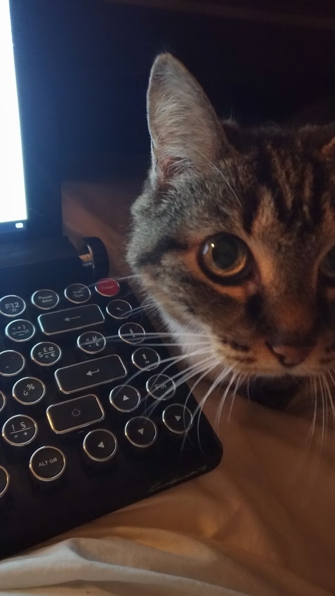 Le chat de l’écrivaine