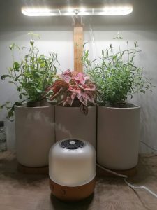 Huiles essentielles et végétaux dans la salle de bain