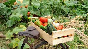 Acheter ses légumes en vélo